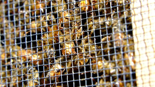 Slow motion and extreme close up of lot of bees enclosed in meshed box to cage before being released into the new hive