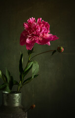 Beautiful peony close-up on a dark background. Minimalism.