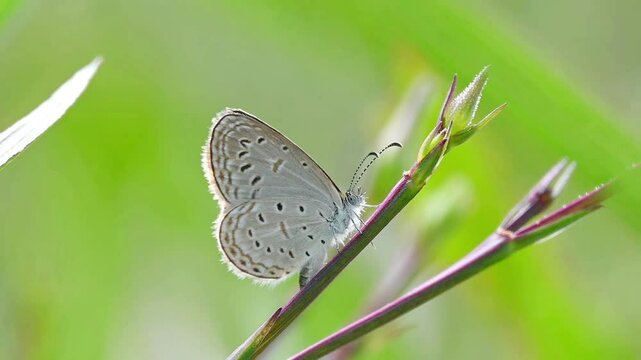 Small Zizula hylax butterfly moving along a branch