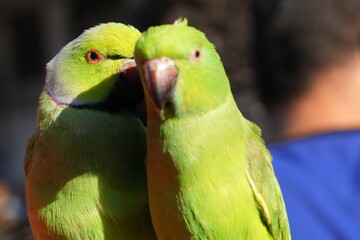 two parrots on a branch