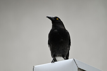 Pied currawong standing upright while perched up on a metal part of a structure, the bird's yellow eye standing out from it black feathers