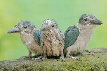Three young collared kingfishers are preying on crickets on a rock covered with moss. This long and strong beaked bird has the scientific name Todirhamhus chloris.