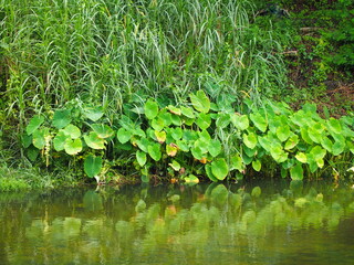 Taro grows along the canal with the reflection of the tree in water. Dachine Eddo Taro or Colocasia esculenta (L.) is succulent plant with oval to heart-shaped leaves. Japanese taro grow on muddy soil