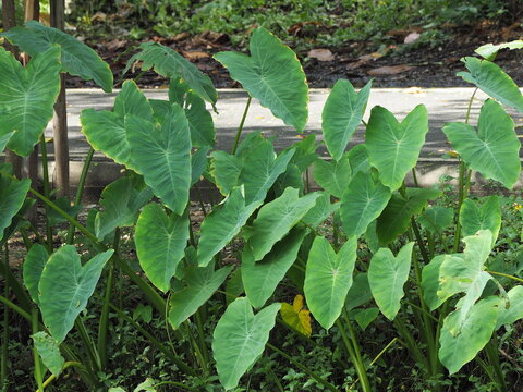 Japanese taro growing up in wetlands. Dachine Eddo Taro or Colocasia esculenta (L.) is succulent plant with oval to heart-shaped leaves. Surface of taro leaf is coated with wax, making it waterproof.
