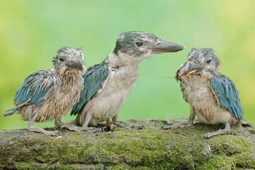 Three young collared kingfishers are preying on crickets on a rock covered with moss. This long and strong beaked bird has the scientific name Todirhamhus chloris.