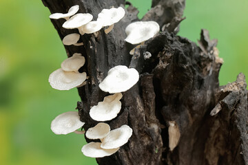 Colonies of white wild mushrooms growing on weathered tree trunks.