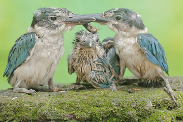 Three young collared kingfishers are preying on crickets on a rock covered with moss. This long and strong beaked bird has the scientific name Todirhamhus chloris.