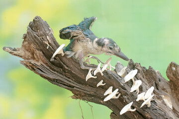 A young collared kingfisher is hunting small insects on a rotten log. This long and strong beaked bird has the scientific name Todirhamhus chloris.