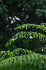 Lush green fern leaves with bokeh blur forest background 