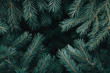 A close-up view of lush green pine needles arranged in a circular pattern.