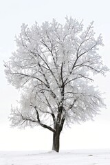 Fototapeta premium Snow-covered tree in winter