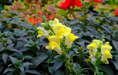 Close up of yellow Geranium as geraniums flower growing in greenhouse