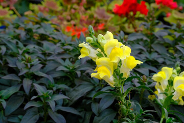 Close up of yellow Geranium as geraniums flower growing in greenhouse