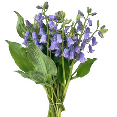 Obraz premium Fresh Bluebell Flowers with Green Leaves in a Natural Setting