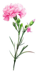Beautiful Pink Carnation Flower Illustrations with Lush Green Foliage, Perfect for Floral Designs and Nature-Themed Projects in Various Creative Applications