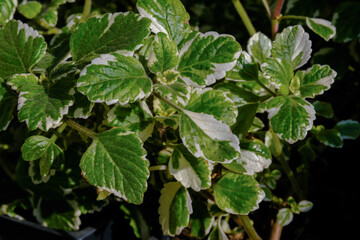 A macro shot of growing Plectranthus gold