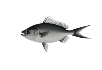 Obraz premium fish on a white background