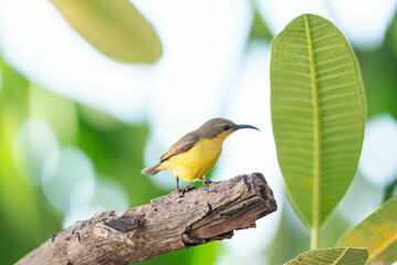 Bird (Olive-backed sunbird, Yellow-bellied sunbird) female yellow color perched on a tree in a nature wild