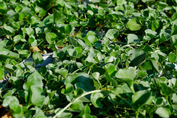 Obraz premium Dichondra repens aka kidney weed or Mercury Bay weed grow at the glasshouse