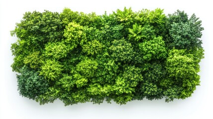 Fototapeta premium Vibrant Green Living Wall: A Lush Tapestry of Foliage