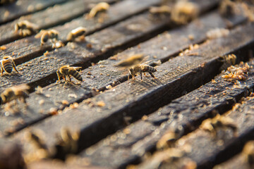 closeup shot of bee worker in hive frame at the fresh honey harvest, healthy nutrition, sunny day, hexagon honeycomb beeswax, selective focus with shallow depth of field, taken at Asiyout Upper Egypt