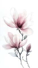 Obraz premium A delicate illustration of pink magnolia flowers on a white background.