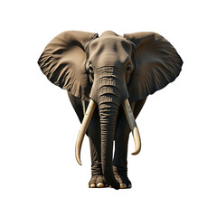 elephant isolated on white