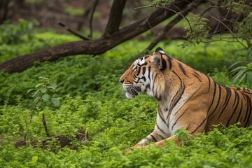 Fototapeta premium Tiger in the jungle