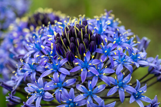 Scilla peruviana (Portuguese Squill), a vibrant Mediterranean perennial. Its stunning blooms bring elegance to gardens, ideal for landscaping, floral decor, and nature photography.