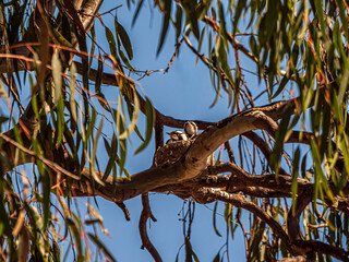  A Pair Of Magpie Lark Chicks In Nest