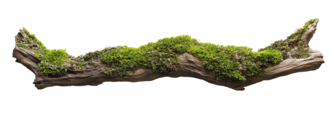 green mossy tree branch log isolated in transparent background. cut out