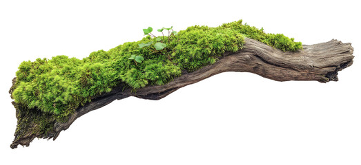 green mossy tree branch log isolated in transparent background. cut out