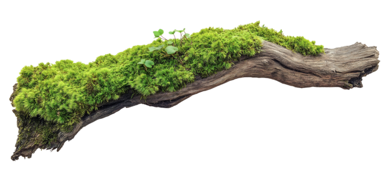 green mossy tree branch log isolated in transparent background. cut out