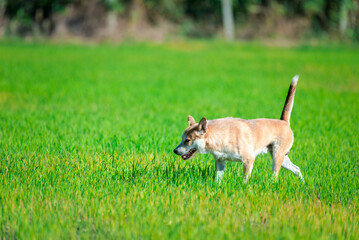 Thai brown stray dog is a animal type mammal and pet so cute playing at beautiful nature garden or farm and looking at something with joy and happy
