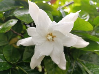 White Flower