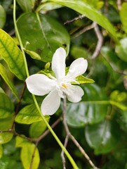 white flower in the rain