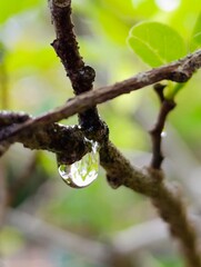 spring buds on a branch