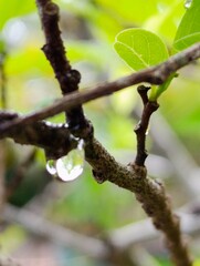 spring buds on a branch