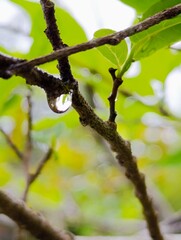 spring buds on a branch
