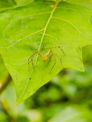 leaf spider