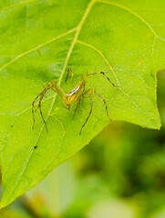 water drops on a branch