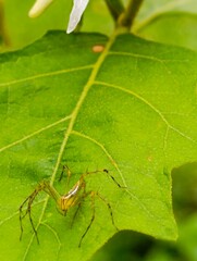 leaf spider
