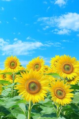 Fototapeta premium Sunflower Field in Full Bloom with Bright Blue Sky