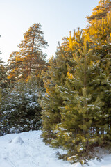 The beauty of the winter Forest landscape