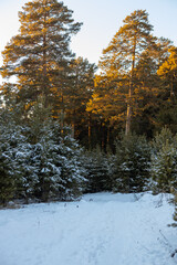 The beauty of the winter Forest landscape