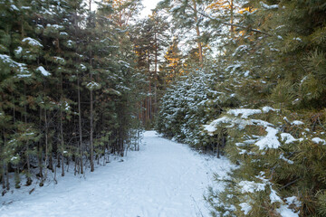 The beauty of the winter Forest landscape