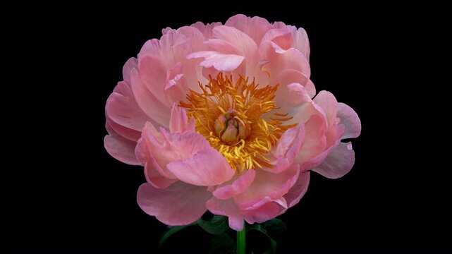 Timelapse of pink peony flower blooming on black background.