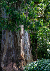 beautiful park in summer, various details from the park