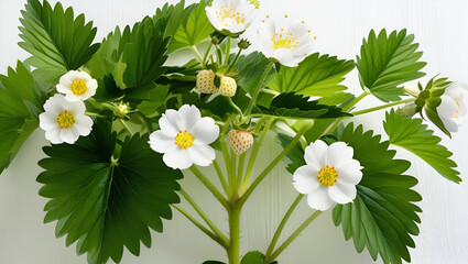 strawberry leaves and flowerson white backgroundstrawberry plant, leaves and flowers on white background,Strawberry Plant White Flowers Blossom
