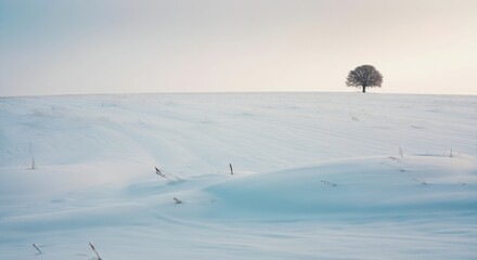 Solitary Tree on a Snowy Hill